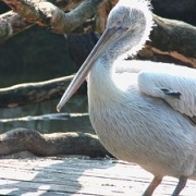 zoo de tregomeur pelican_1
