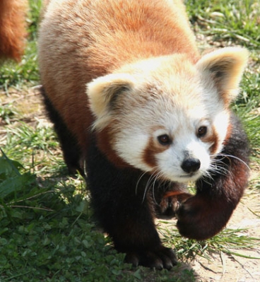 zoo de tregomeur panda_1